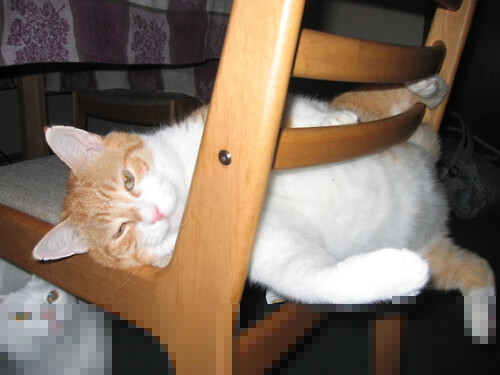 华体会登录-时空裂隙中的对决，当深圳队遇见开拓者，切特的冠军预演  第1张