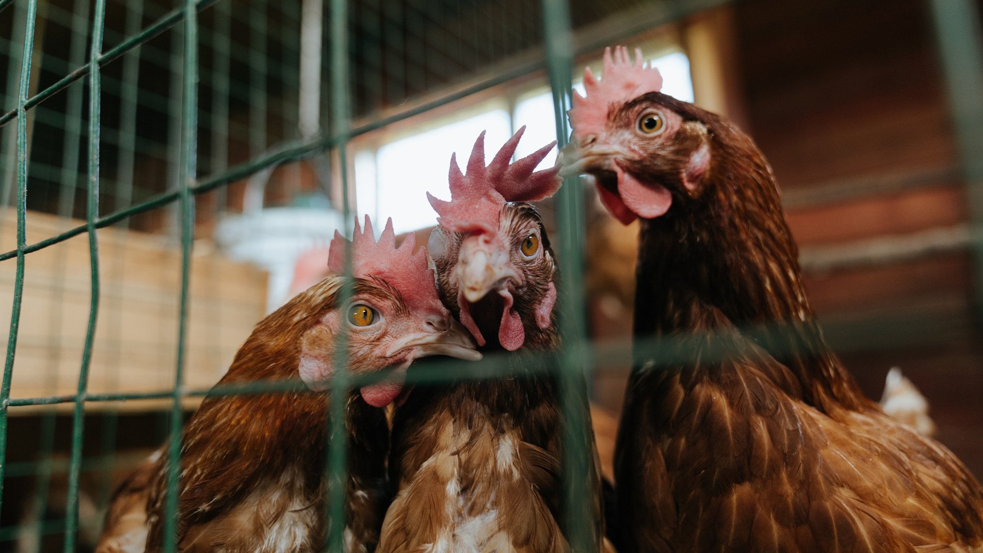 华体会app-极速与决胜,当银箭在巴林起飞,白衣在安菲尔德凯旋 第2张 华体会app-极速与决胜,当银箭在巴林起飞,白衣在安菲尔德凯旋 第2张